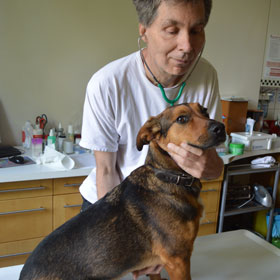 Tierpraxis_Gotthardt Tierpraxis_Gotthardt